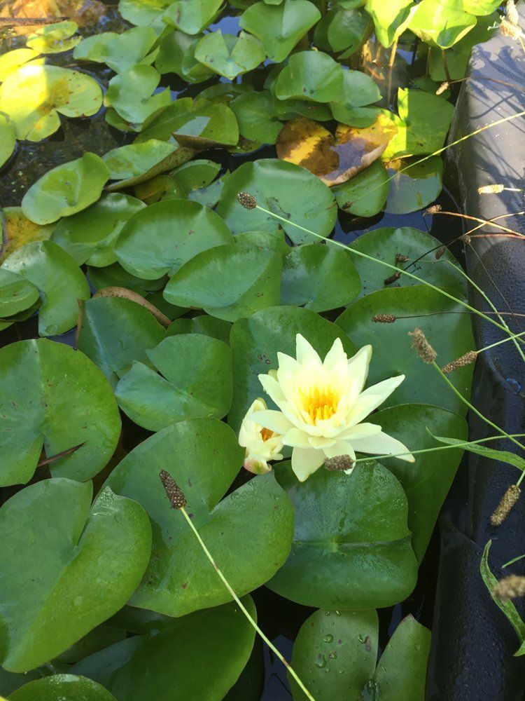 lotus flower