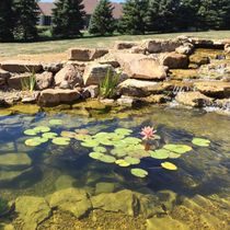 Ponds and lakes