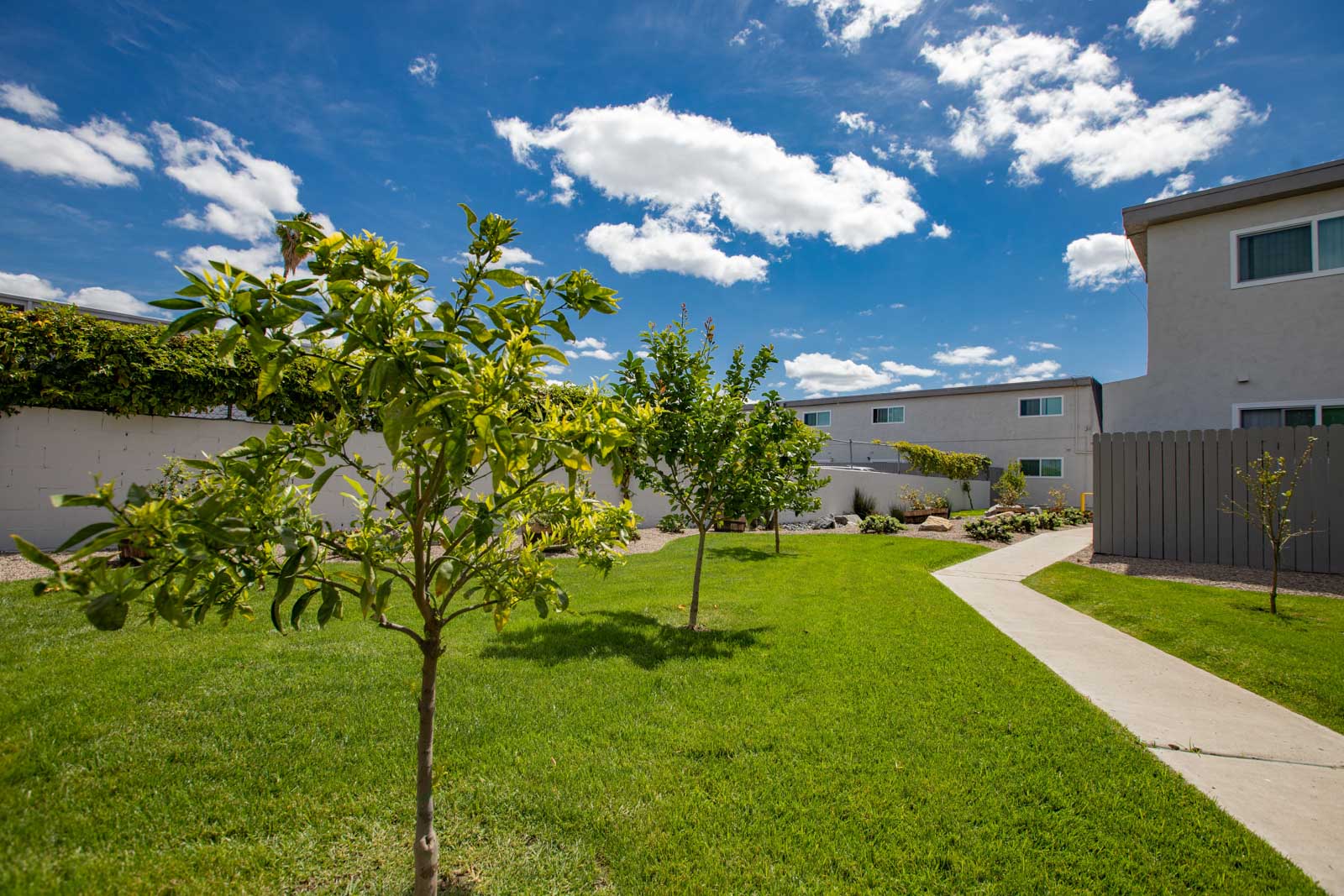 Sunny residential courtyard with young trees, green grass, and a paved walkway between buildings