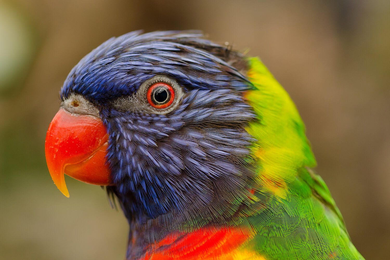 Amazon World