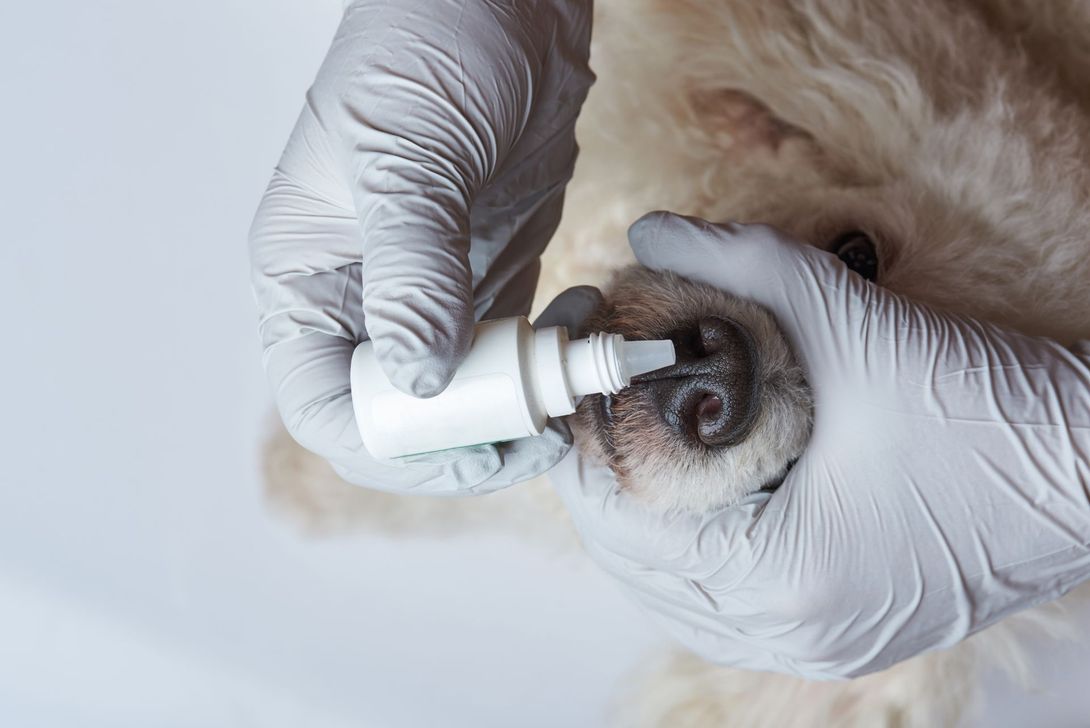 Prodotto naso per animali