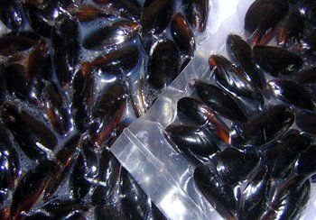 Fresh mussels in a clear liquid, some in a clear plastic bag.