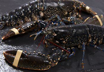Two live lobsters on a dark surface, claws secured with rubber bands.