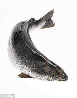 A whole salmon arches its body against a white background, its scales shimmering.