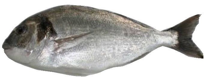 A silver fish with a dark head and tail fin.