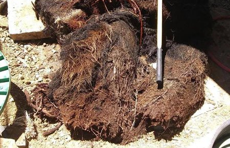 root ball