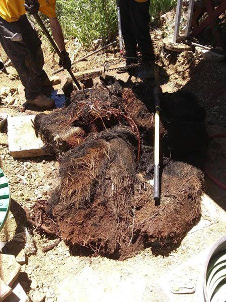 root ball