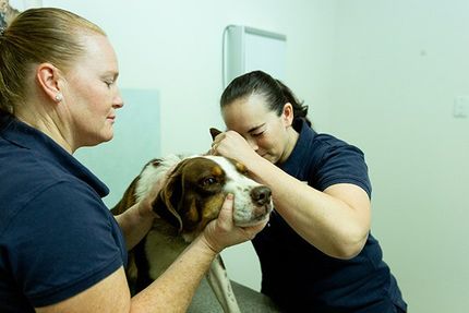 Our after hours animal care going to work in Warwick