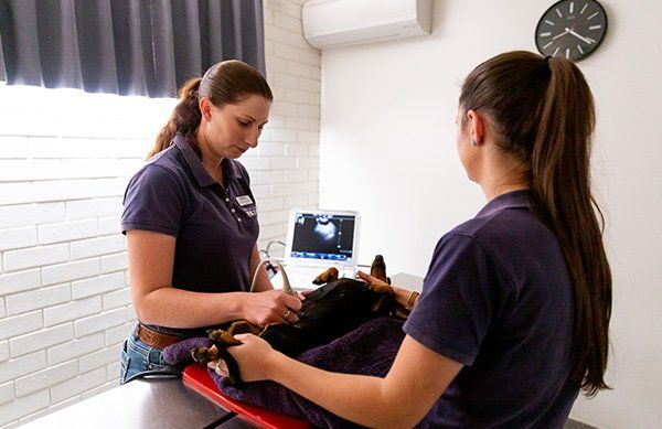Two vets performing small animal surgical services on a dog in Warwick