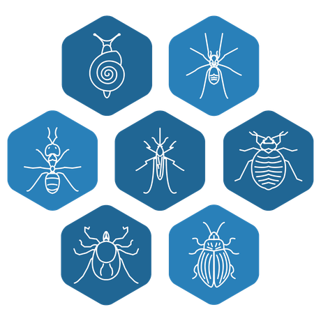 Insect — Pest Control in Pine Brook, NJ