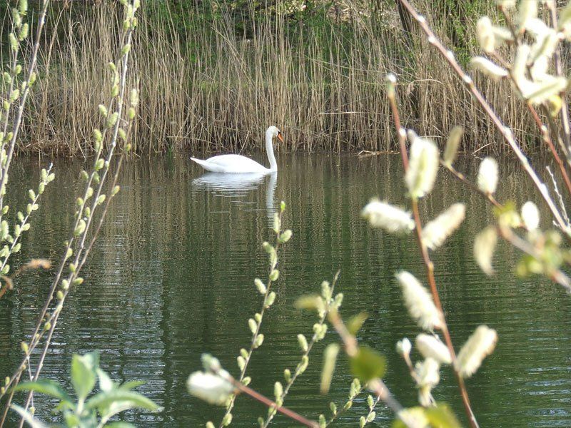 a duck in the lake
