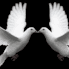 Two white pigeons are kissing each other on a black background.