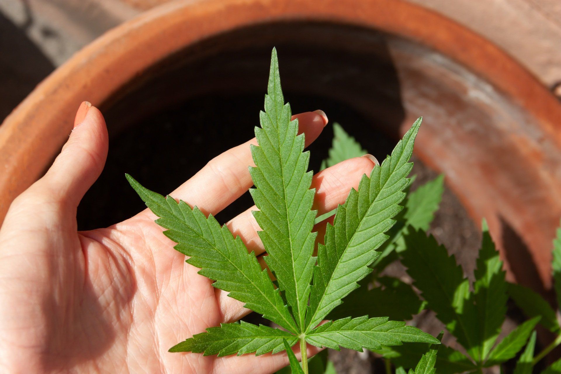 Les bienfaits du CANNABIS (huile de chanvre) en cosmétique