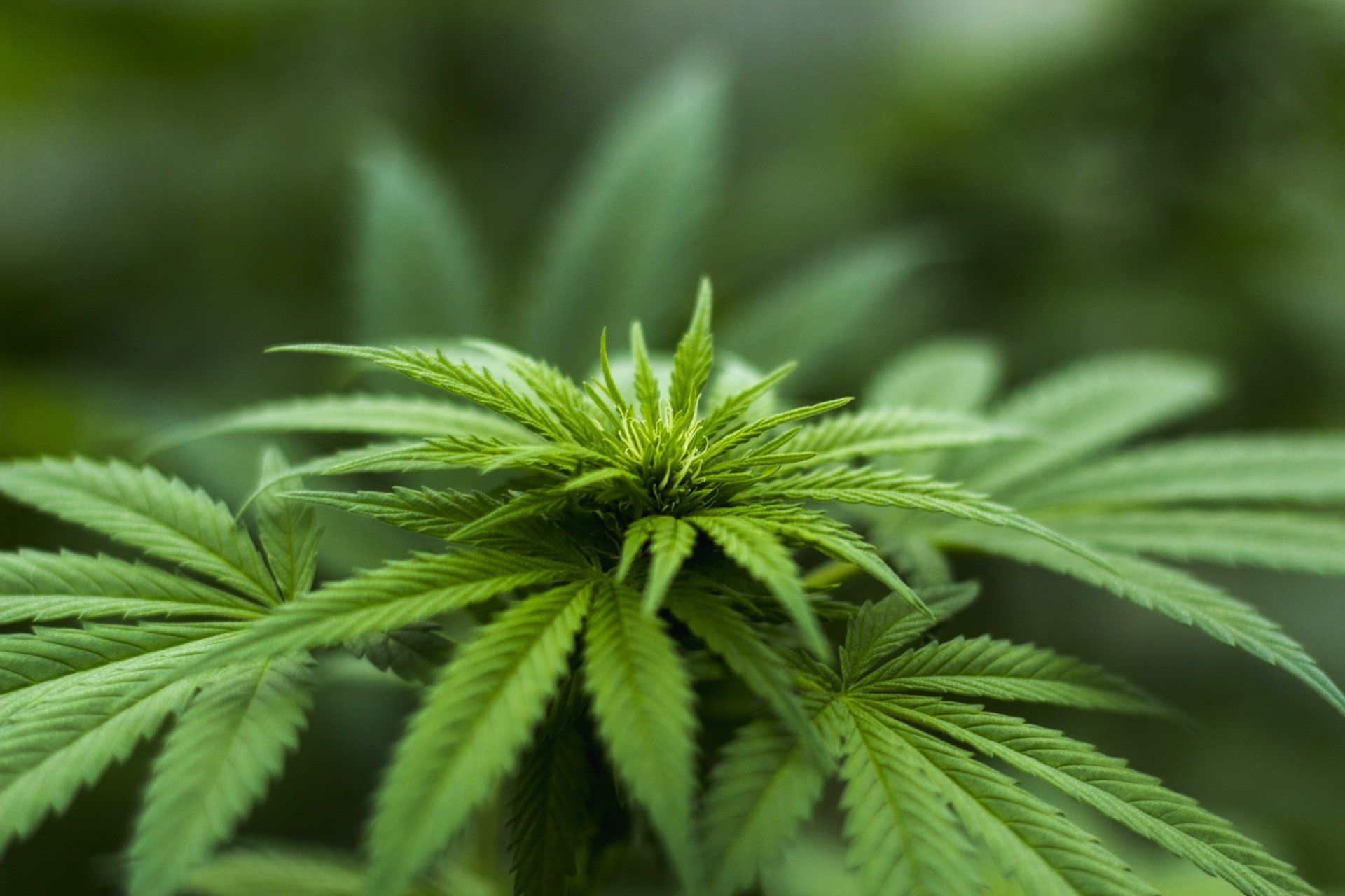 Les produits au CANNABIS écologique agriculture biologique huile de chanvre ORIGINE FRANCE responsable