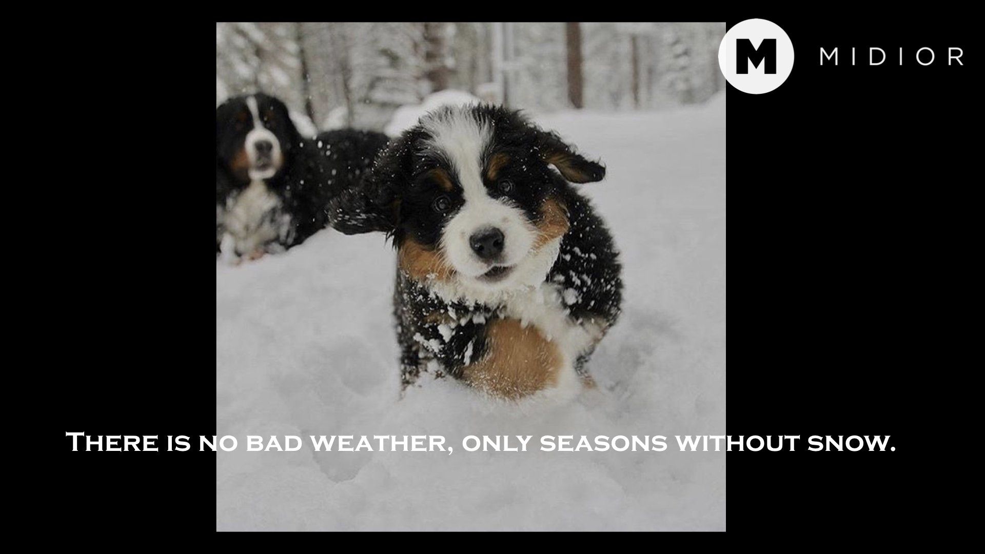 MIDIOR Puppy