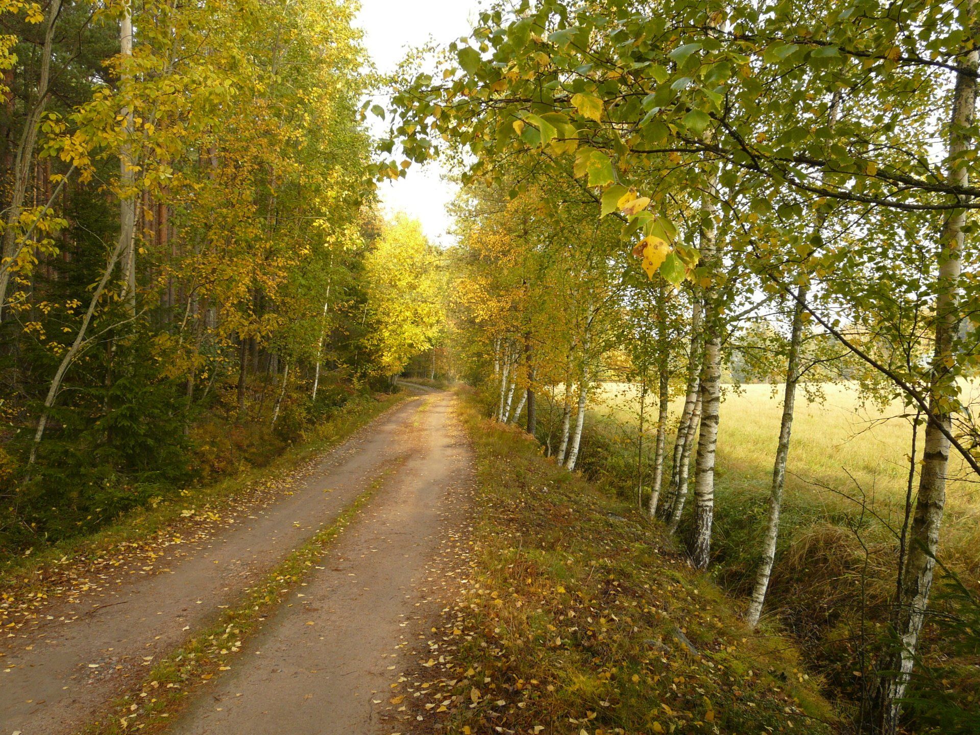 autumn, leaves, road