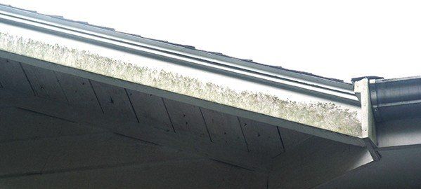 TLC Painting Mold and Mildew