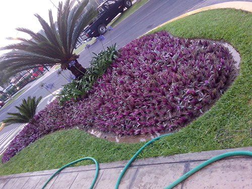 antenimiento de arboles