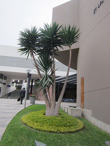mantenimiento de jardines