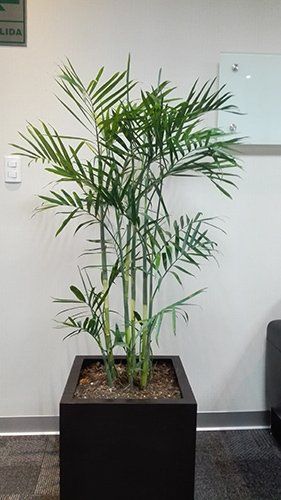 servicios de jardineria y paisajismo