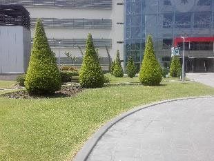 Servicio de paisajismo
