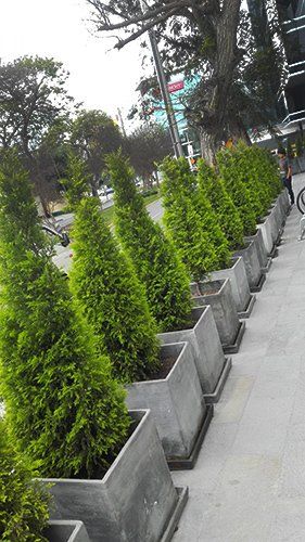 servicios de jardineria y paisajismo