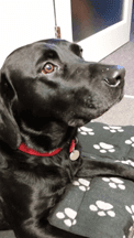 black Labrador