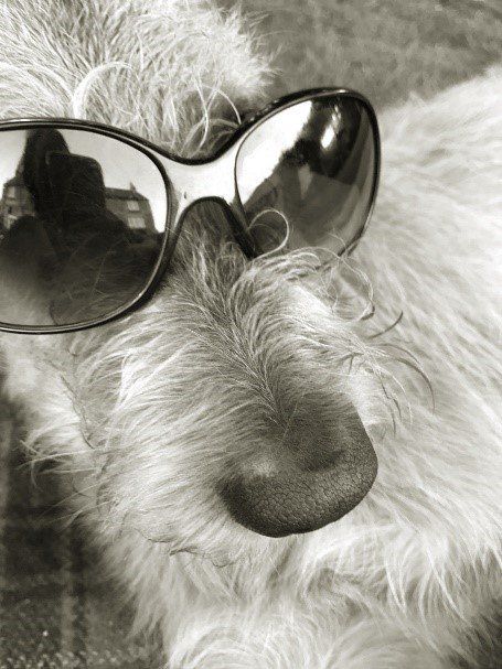 dog wearing a specs