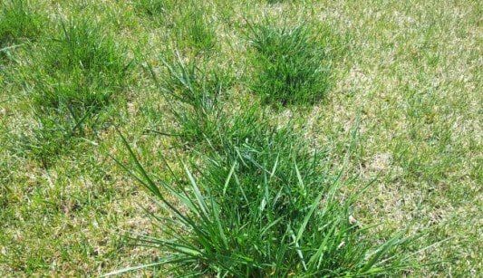 Grasses Weed — After Capture of Unfinished Grass in Carneys Point, NJ Grasses Weed — After Capture of Unfinished Grass in Carneys Point, NJ