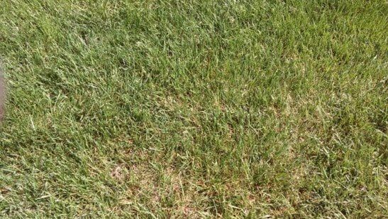 Weed Maintenance — After Capture of Finished Grass in Carneys Point, NJ Weed Maintenance — After Capture of Finished Grass in Carneys Point, NJ