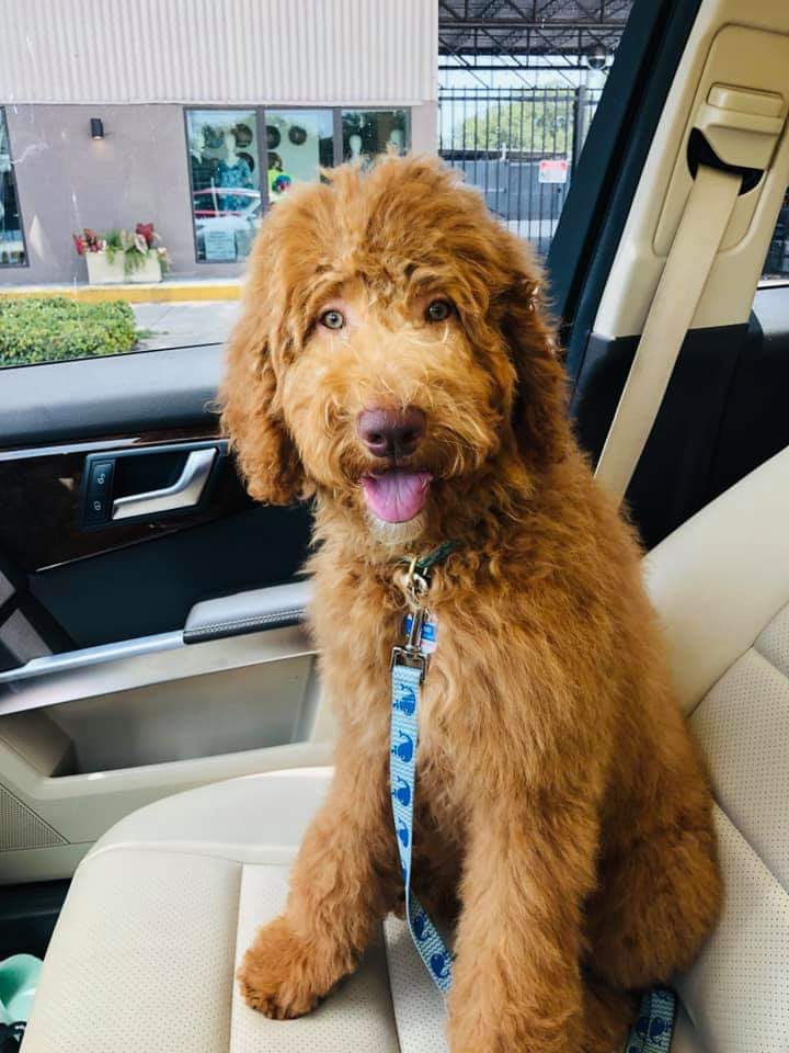 A brown dog is sitting in the back seat of a car.