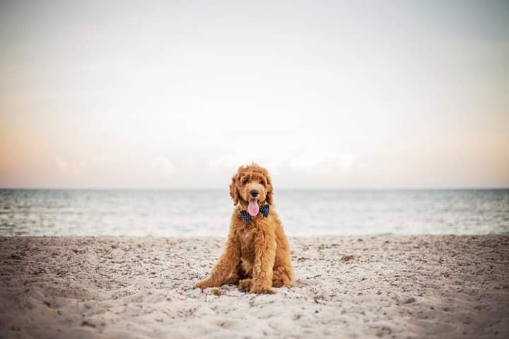 A small dog is sitting on the beach near the ocean.