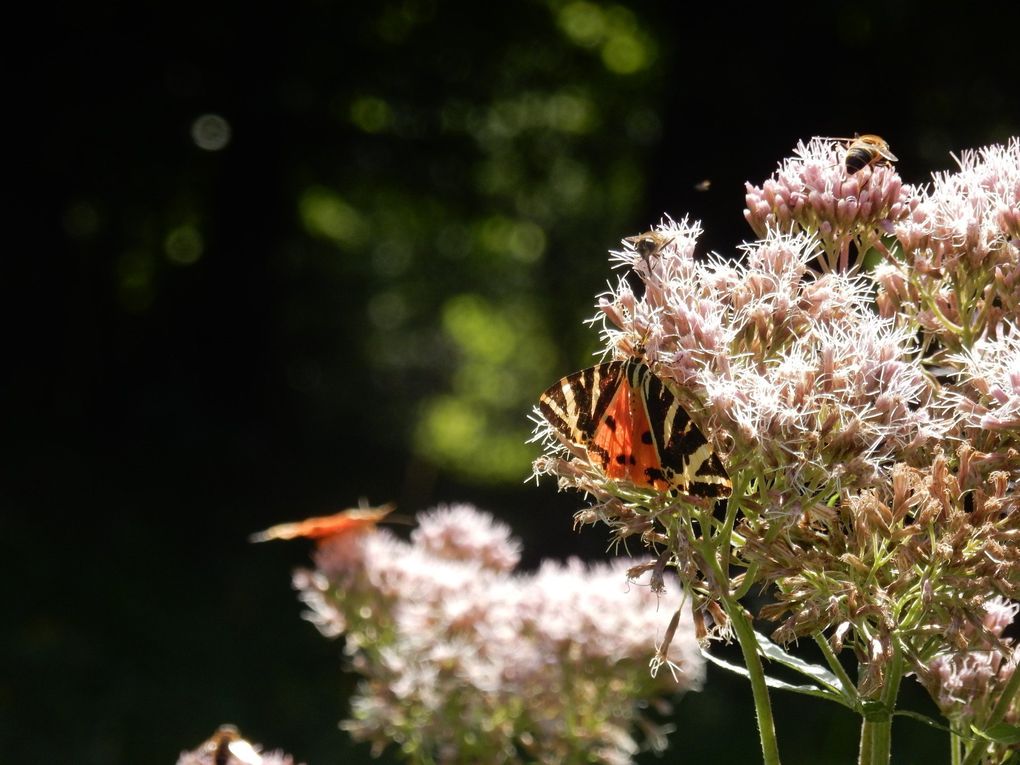 Schmetterling mit orangefarbenen und schwarzen Flügeln auf rosa Blüten; grüner Hintergrund.