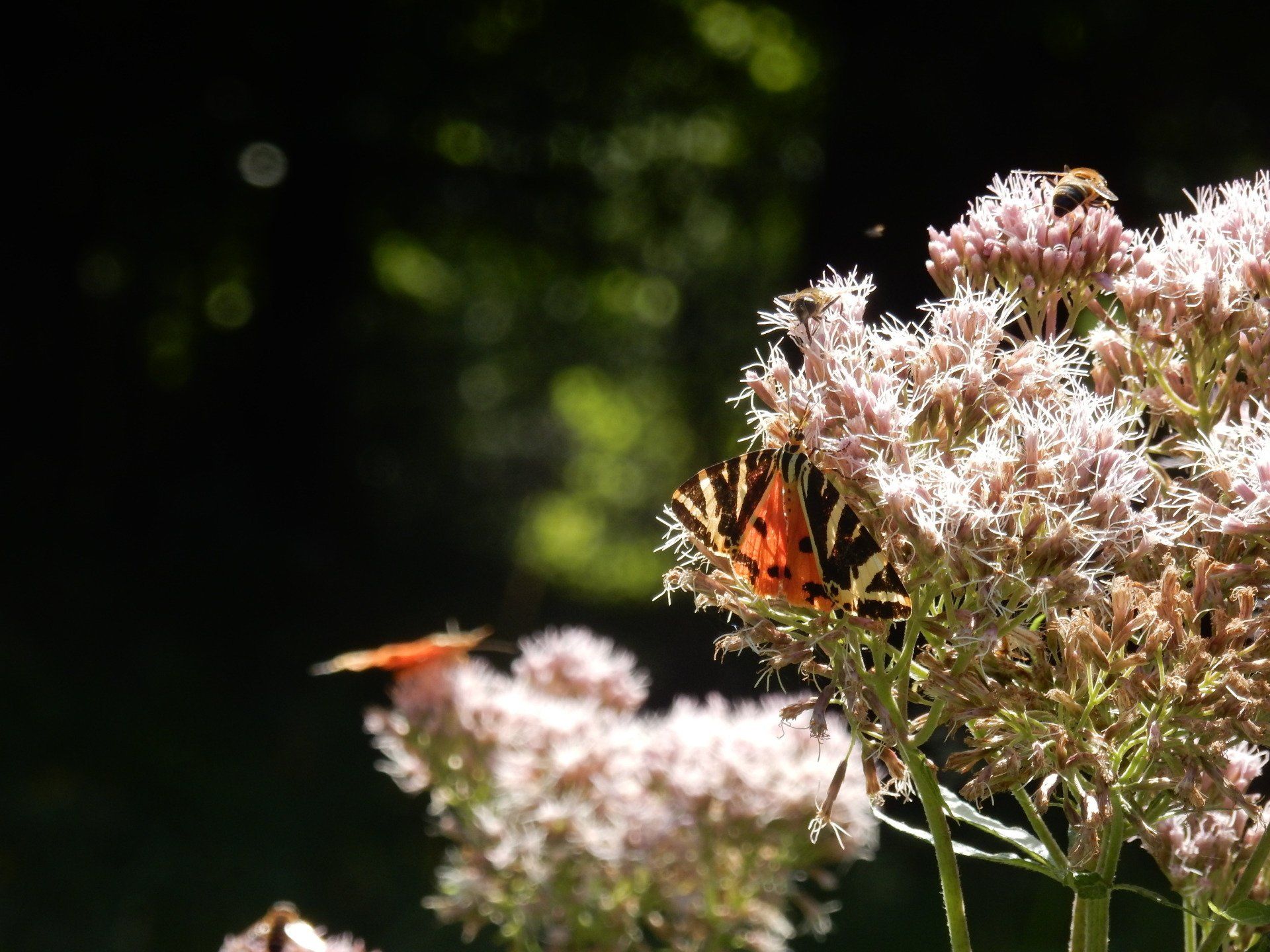 Schmetterling mit orangefarbenen und schwarzen Flügeln auf rosa Blüten; grüner Hintergrund.