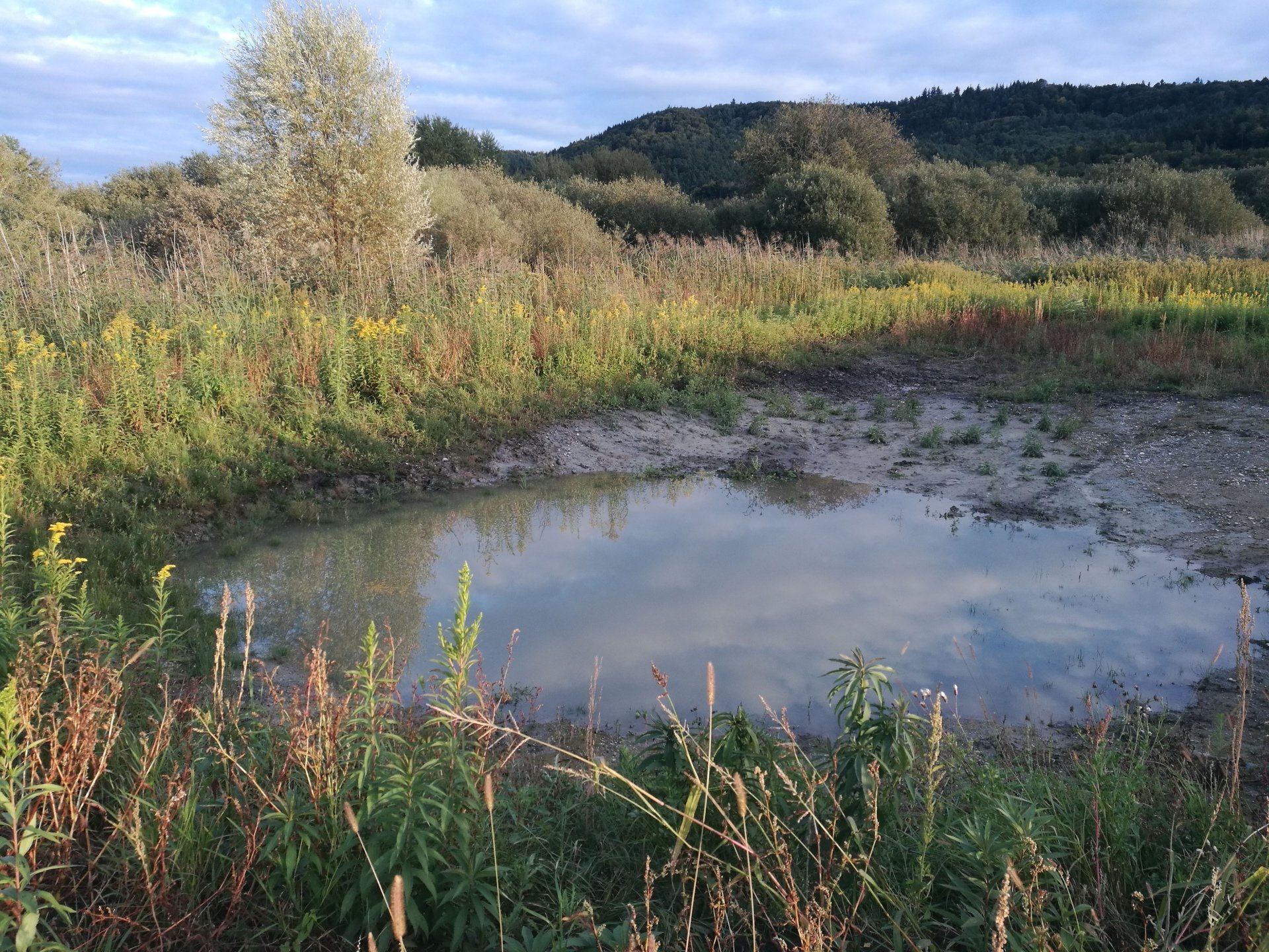 Eine Tümpel, in der sich der Himmel spiegelt, umgeben von grasbewachsener Vegetation und Bäumen in natürlicher Umgebung.