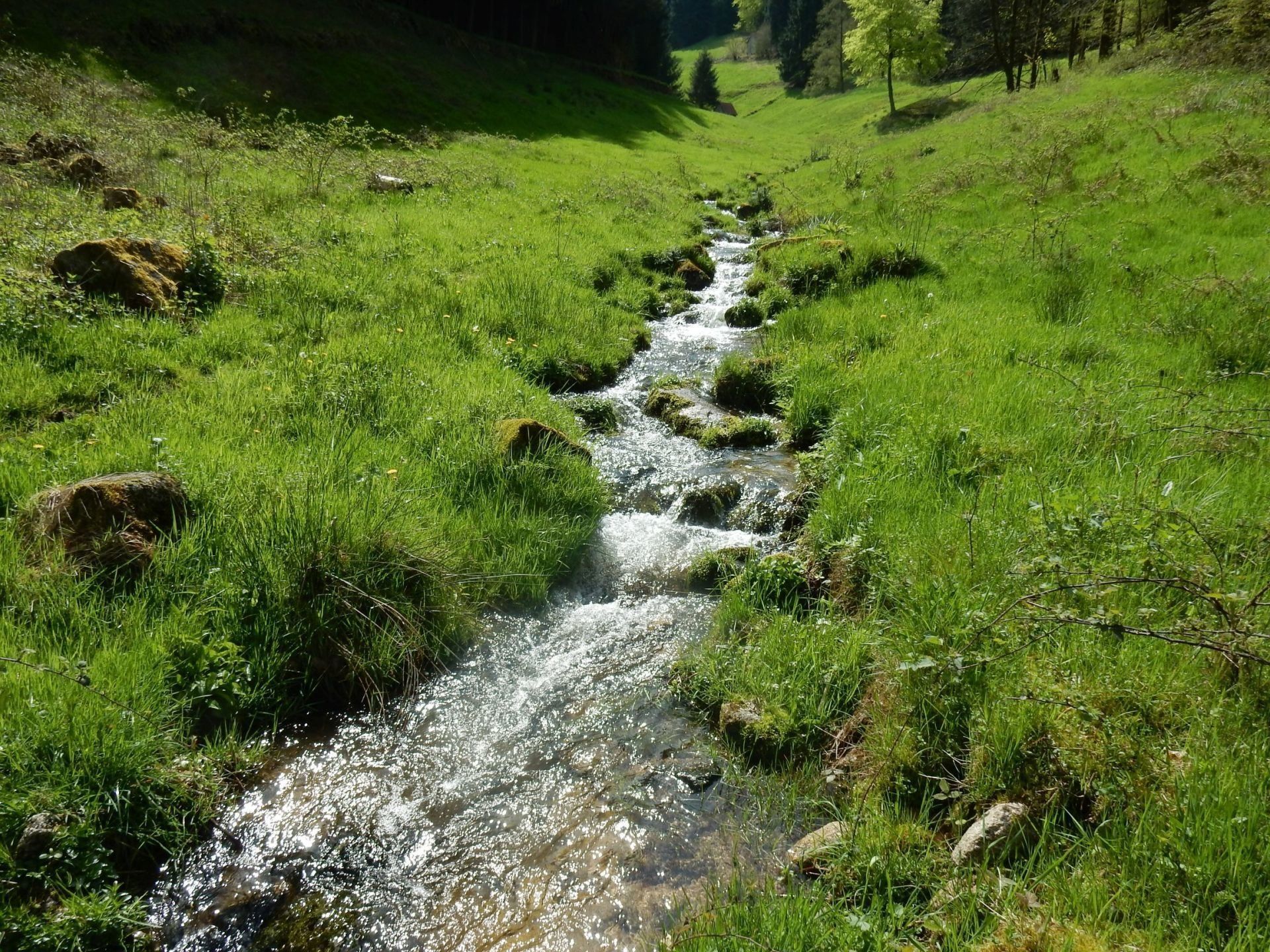 Ein klarer Bach fließt durch eine grasbewachsene Wiese und reflektiert das Sonnenlicht.