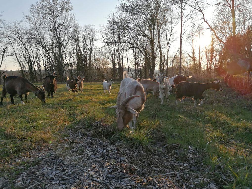 Ziegen grasen auf einer Wiese, im Hintergrund Bäume, Sonnenlicht.