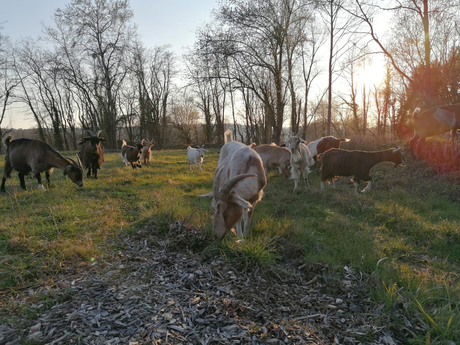 Ziegen grasen auf einer Wiese, im Hintergrund Bäume, Sonnenlicht.