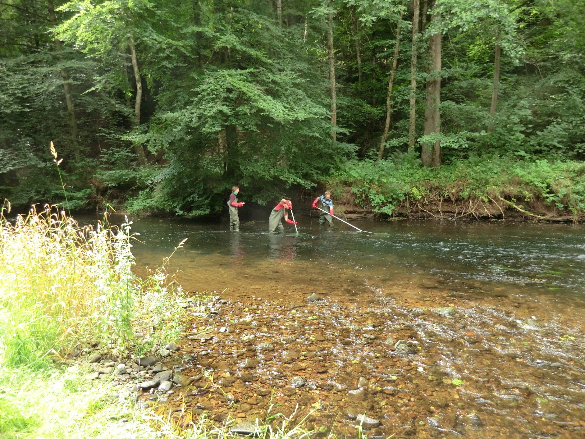 Drei Personen in Wathosen fischen mit einem Netz in einem klaren, flachen, von Bäumen gesäumten Fluss.
