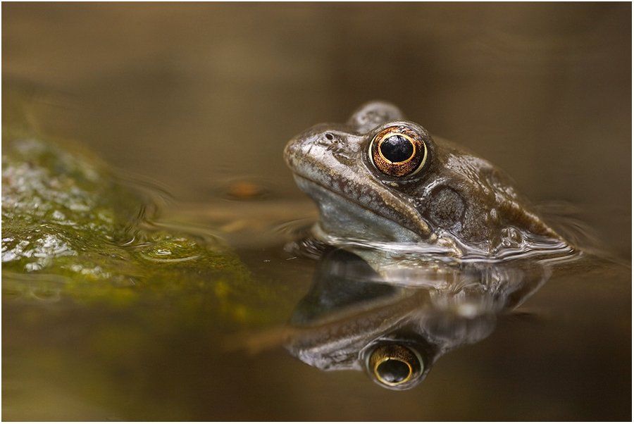 Ein Grasfrosch im Wasser, der den Betrachter anblickt, dessen Spiegelbild im trüben Wasser sichtbar ist.
