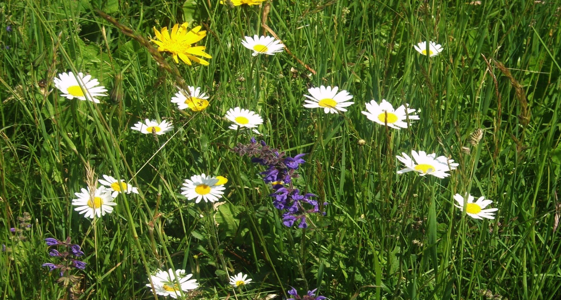 Margeriten, Bocksbart und Wiesen-Salbei blühen auf einer grünen Wiese.