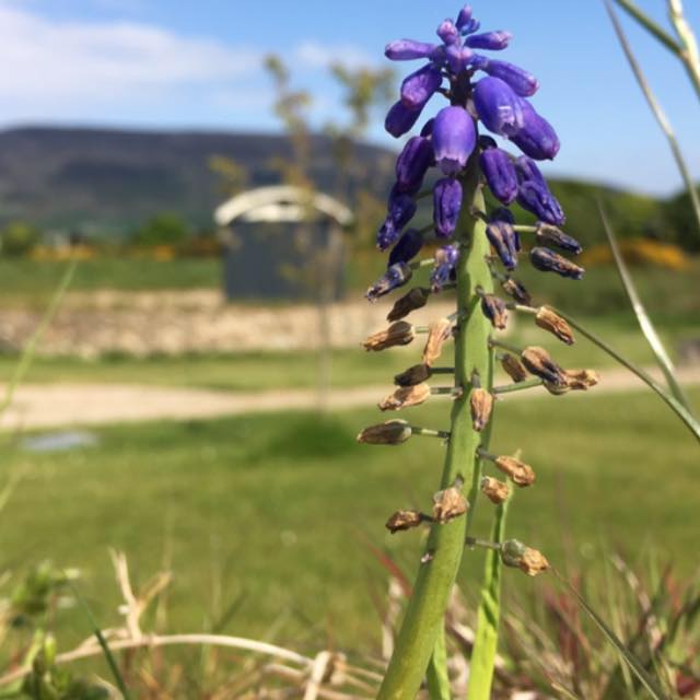Bluebell Lane Glamping CampingNI