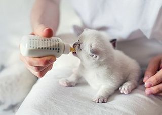 Feeding white kitten- Veterinarian in Severn, MD