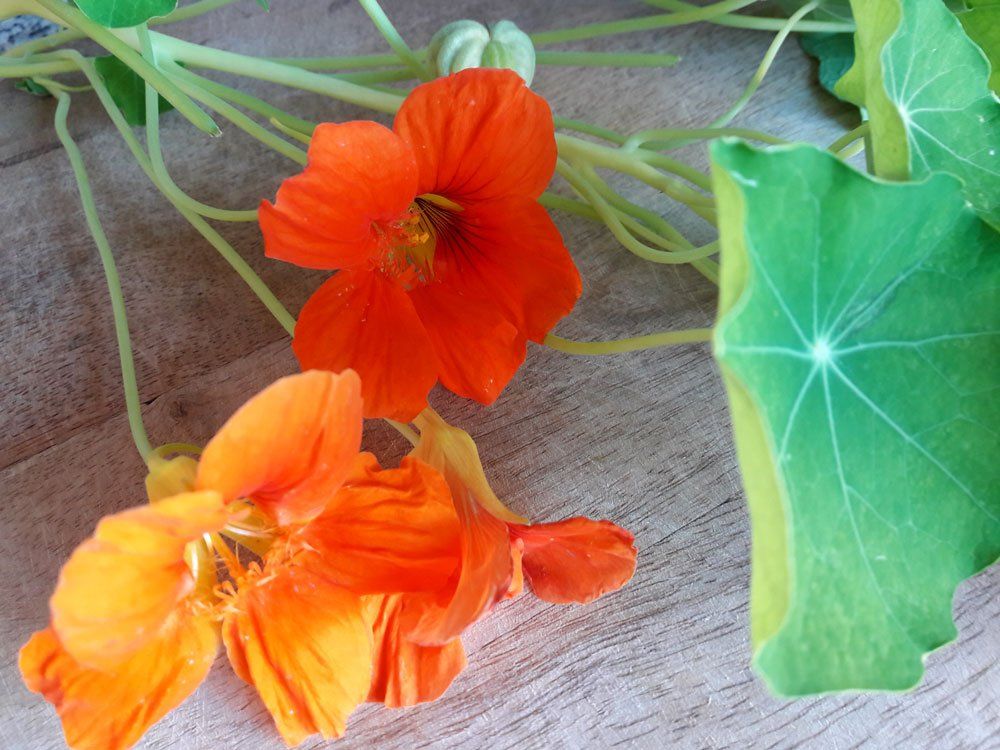 oost Indische kers