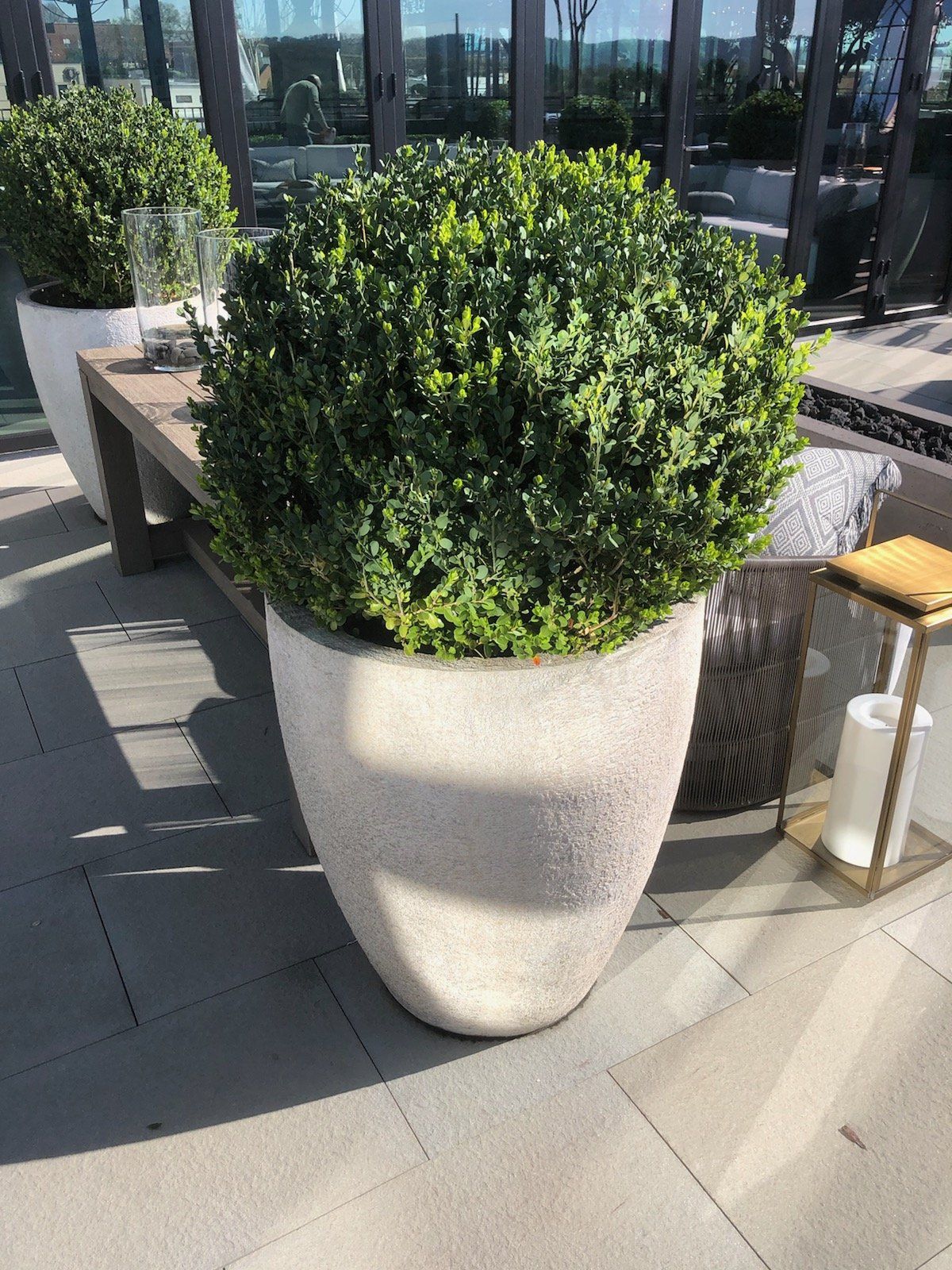 a large potted plant is sitting on a patio next to a bench