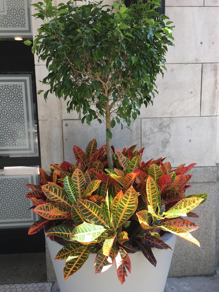 a potted plant with a tree in the middle of it