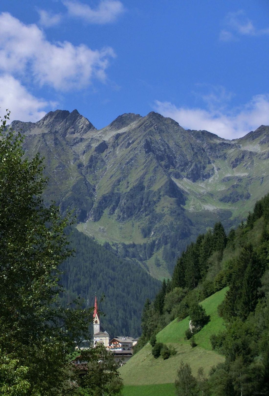 foglie verdi