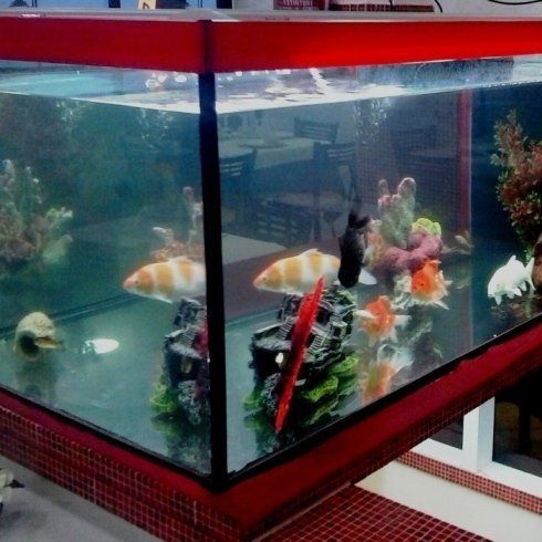 Acquario