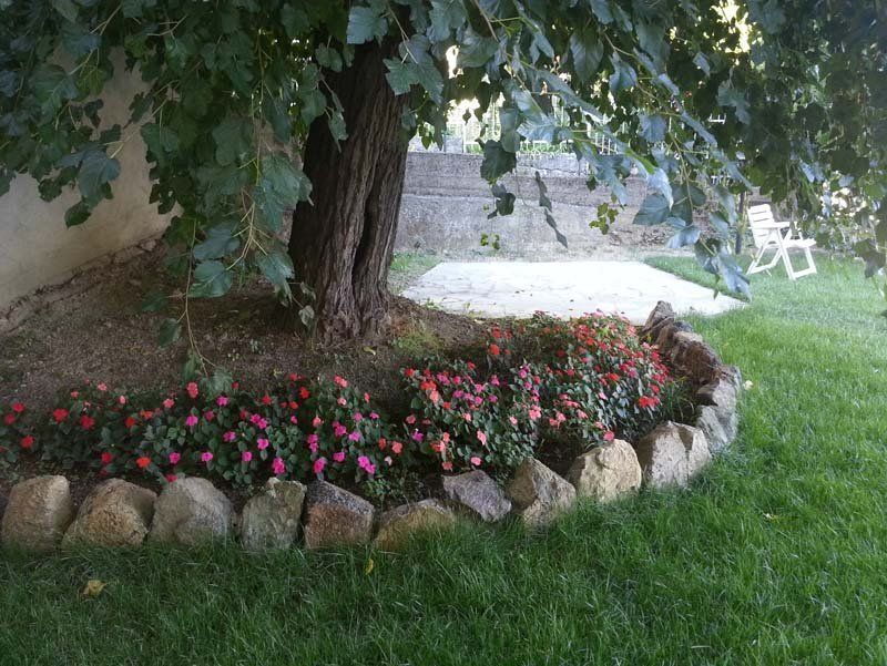 giardino e albero