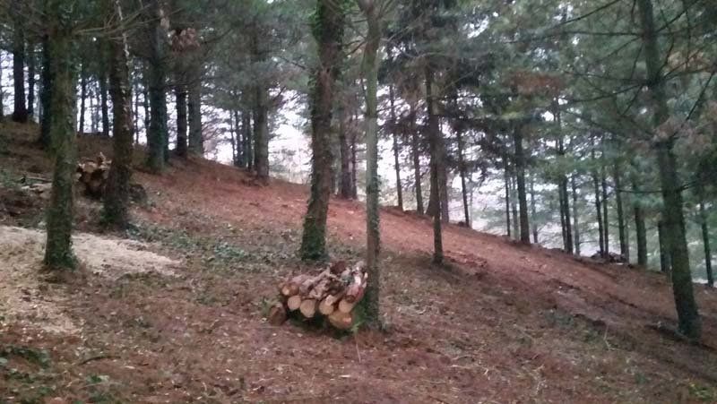 Lavori Forestali